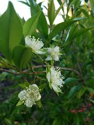 Image result for Eugenia natalitia