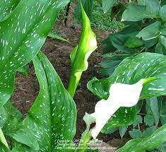 Maybe you would like to learn more about one of these? Photo Of The Bloom Of White Spotted Leaf Calla Lily Zantedeschia Albomaculata Posted By Eclayne Garden Org