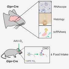 Plant and animal cells are both eukaryotic cells , so they have several features in common, such as the presence of a cell membrane, and cell organelles. Glucose Dependent Insulinotropic Polypeptide Receptor Expressing Cells In The Hypothalamus Regulate Food Intake Sciencedirect