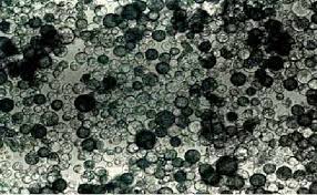 Plant cell and tissue culture scope. Pdf Plant Cell And Tissue Culture Introduction To Plant Biotechnology Semantic Scholar