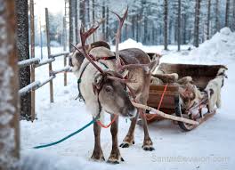 Mi sento di fare questa premessa, a costo di sembrare impopolare. Le Renne Di Babbo Natale In Lapponia In Finlandia Rovaniemi Foto