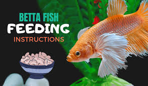 How much to feed your betta fish can depend on their individual activity level but 2 3 pellets 1 2 times daily is a safe amount. Betta Fish Feeding Instructions The Best Betta Fish Food