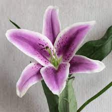 Purple flowers that look like lilies. Oriental Lily Asiatic Tiger Lily Flowers Purple Lily Lily Flower