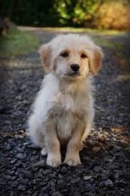 A good breeder will not only help match the perfect puppy for your family, they will also adhere to ethical and responsible canine care. F1 Mini Goldendoodle Puppies For Sale In Portland Oregon Classified Americanlisted Com