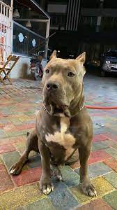 semra adli kullanicinin a panosundaki pin pitbull hayvan fotografciligi hayvan