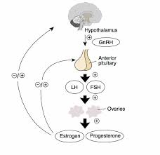 Image result for Progesterone Challenge Test