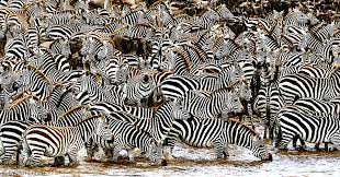 Where are zebras generally found?. Zebra Africa Geographic