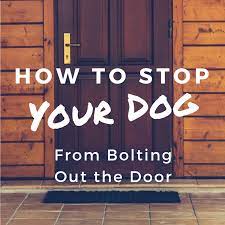 How to stop dog from running out the door. How To Stop Your Dog From Bolting Out The Door Pethelpful
