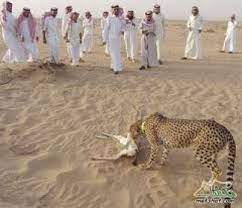 النـــمـــر العـــربي دنيا الوطن