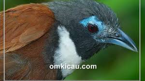 Orang yang diberikan kesempatan oleh allah swt memiliki ilmu yang banyak maka dia sesungguhnya telah mendapatkan suatu anugrah dan manfaat yang besar sekali dengan ilmunya. Tepus Leher Putih Burung Endemik Jawa Dengan Suara Khas Om Kicau