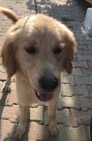 I'm pretty sure his first word was doggies. Adopt Cody On Petfinder Dogs Golden Retriever Golden Retriever Pets