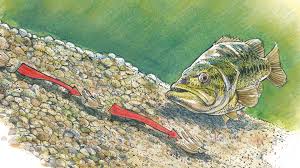 Fish Png Bassmaster Pngkit selects 94 hd bass fish png images for free download. fish png bassmaster