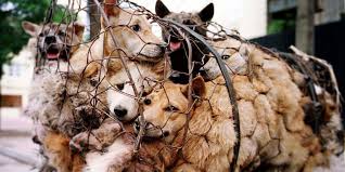 Cin 21 Haziran Yulin Katliami Binlerce Kedi Ve Kopek Yeniyor Siz De Dur Demek Icin Imza Verin Hayvan Kopek Kedi