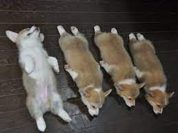 Sleeping animals sleeping dogs cute corgi corgi dog insulated dog house fluffy corgi corgi pictures pembroke welsh corgi animal sketches more information. 6 Corgi Puppies Sleep Their Way Into Your Heart Sleeping Puppies Corgi Price Corgi Pictures