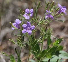 Image result for Ruellia