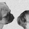 Zu retro mops hundefutter liegen aktuell über 683 unabhängige bewertungen vor. Https Encrypted Tbn0 Gstatic Com Images Q Tbn And9gcqzyxadktb7akz8jkhjlby38o C8kiifoqurvcqdp5grdto3or9 Usqp Cau