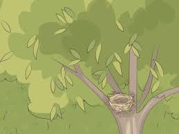 We did not find results for: How To Make A Bird Nest 10 Steps With Pictures Wikihow