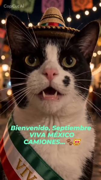Viva Mexico 15 De Septiembre Gatos | TikTok