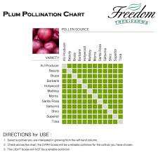 Plum Tree Pollination