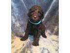 This mix of poodle and labrador retriever inherits many signature traits of both breeds, including loyalty, an eagerness to. Labradoodles For Sale In Wilmington Nc Dogs On Oodle Classifieds