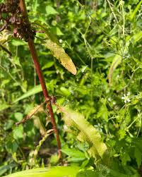 Image result for Rumex crispus