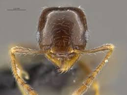 Image result for Polystachya bicarinata