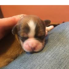 The best dog pictures of the year. Little Dogs For Big Dog People Posts Facebook