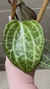 Image result for Polystachya hastata