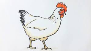 Check spelling or type a new query. Beginners How To Draw A Chicken Youtube