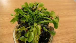 The venus fly trap is an unusual plant that's native to the united states and thrives in a habitat where most other plants quickly perish. Venus Flytrap Going Into Winter Dormancy Youtube