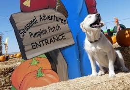 We did not find results for: Stu Miller S Pumpkin Patch In Hesperia To Open Sunday With County Approval