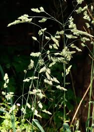 Image result for Tragus koelerioides