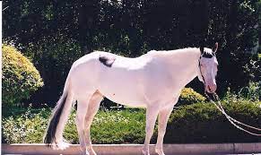 Tobiano Paint With Medicine Hat And Blue Eyes Gorgeous Cute Horses Unique Horses Horse Painting