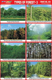 Spectrum Educational Children Projects Types Of Forests 3 Name Gumming Sticker Amazon Co Uk Types Of Forests Different Types Of Forests Best Background Images