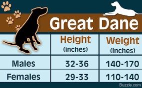Great Dane Growth Chart Depicting The Developmental Stages