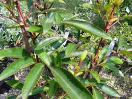 Image result for Cunonia capensis