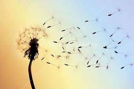 See more of dandelion blowing in the wind on facebook. Dandelion Seeds Blowing Dandelion Dandelion Dandelion Seed