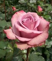 pin on 111 roses