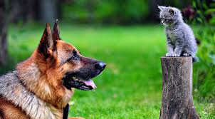 Remember my april fools day submission? A German Shepherd Doberman And Cat Have Died And Gone To Heaven