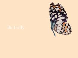 Butterfly Part I Motion Design Animation Butterfly Gif Motion Graphics Inspiration