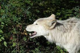 Wolves Teeth