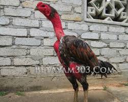 Mengenal Ayam Magon Silangan Ayam Pama Dan Saigon Vietnam