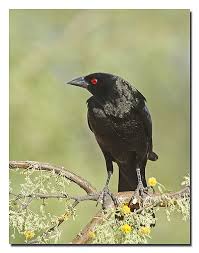 Common Birds Of Southern Arizona Bronzed Cowbird Black Bird Wild Birds Bird Species