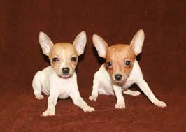 It is very active indoors and will do okay without a yard. Aca Toy Fox Terrier Pups 8 Weeks Old For Sale In Acorn Arkansas Classified Americanlisted Com