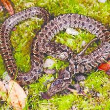 There are numerous species and subspecies of rat snake across the world. Pdf Report Of A Dicephalic Steppes Ratsnake Elaphe Dione Collected In South Korea