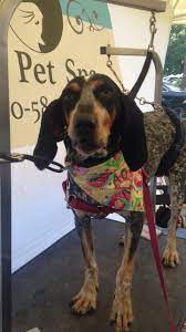 Browse mobile spas in bristol and contact your favorites. Mo S Pet Spa Llc Home Facebook
