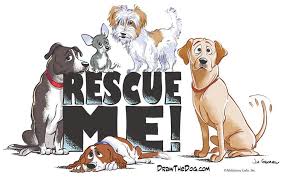 Get To Know Tullahoma Animal Shelter Dog Rescue Groups Animal Rescue Animal Shelter