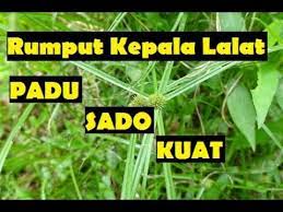 Herba ubat kuat lelaki yang hebat dan istimewa top man 3 menjadi penawar kepada pelbagai masalah seksual suami. Petua Keras Dan Padu Untuk Lelaki Pesan Orang Dulu Dulu Youtube