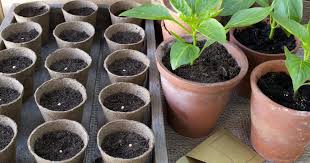 Желая помочь своему жениху, мима решает подзаработать в публичном доме. Paprika Aussaen Mein Schoner Garten