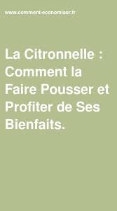 La Citronnelle Comment La Faire Pousser Et Profiter De Ses Bienfaits Citronnelle Terrarium Pour Plantes Grasses Profiter